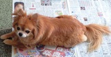 新聞紙の上