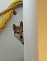 くろみつ2.jpeg