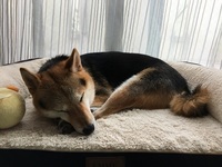 くろみつ3.jpg