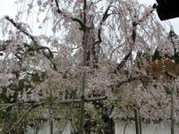 枝垂れ桜.jpg