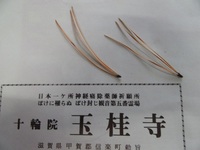 高野槙の三本葉.jpg